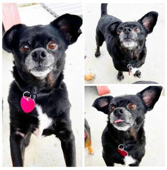 William -  Pug Dog for Adoption in Dublin, Virginia - William | PetCurious