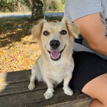 Rescue Dachshund Dogs for Adoption in Carencro, Louisiana - Stardew | PetCurious