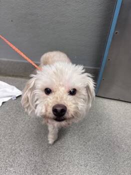 PICKLES -  Poodle Dog for Adoption in Las Vegas, Nevada - PICKLES | PetCurious