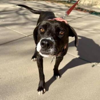 Mixed Breed Dogs Available for Adoption - Elena | PetCurious