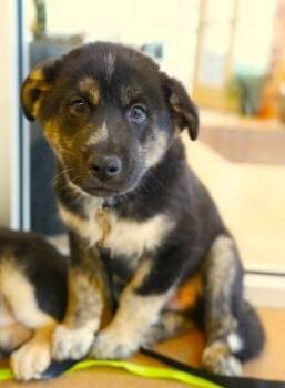 Rescue Siberian Husky Dogs for Adoption in Apple Valley, California - Billy Loomis (black) | PetCurious