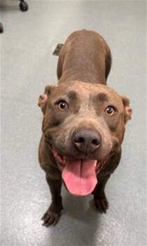 Pit Bull Terrier Dogs Available for Adoption in Baytown, Texas - KAMRYN | PetCurious