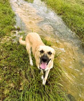 Marmalade -  Anatolian Shepherd Dog for Adoption in Austin, Texas - Marmalade | PetCurious