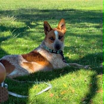 Mickey -  Cattle Dog Dog for Adoption in San Diego, California - Mickey | PetCurious