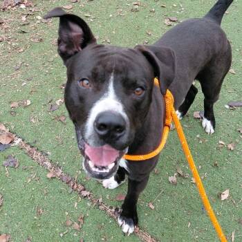 Terrier Dogs Available for Adoption in St. Louis, Missouri - Seahawk | PetCurious