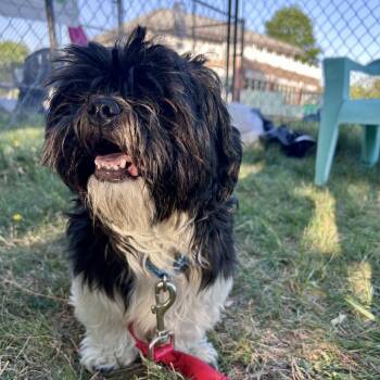 Shih Tzu Dogs Available for Adoption in Fredericksburg, Virginia - Garvey | PetCurious
