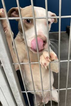 Rescue Pit Bull Terrier and Mixed Breed Dogs for Adoption in Henderson, North Carolina - Maxy | PetCurious
