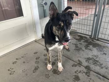 Rescue German Shepherd Dog Dogs for Adoption in Saint Anthony, Idaho - Nina | PetCurious
