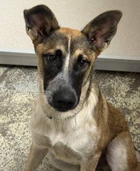 Fox Lafleur -  Shepherd Dog for Adoption in Little Rock, Arkansas - Fox Lafleur | PetCurious