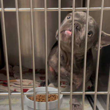 Rescue French Bulldog Dogs for Adoption in Baton Rouge, Louisiana - Gypsy | PetCurious