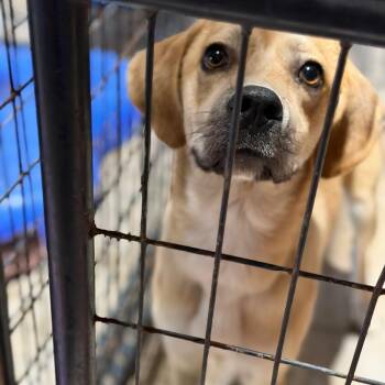 Harp -  Retriever and Hound Dog for Adoption in Fort Smith, Arkansas - Harp | PetCurious