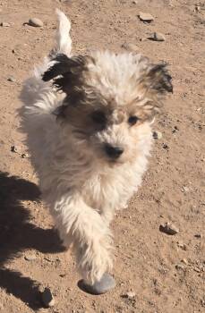 Poodle and Shih Tzu Dogs Available for Adoption in Peralta, New Mexico - **CURIO - Read Bio Below | PetCurious