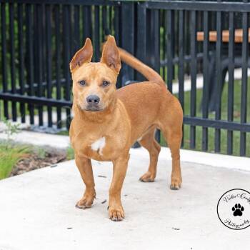 Zeus -  Dachshund and Terrier Dog for Adoption in Abilene, Texas - Zeus | PetCurious
