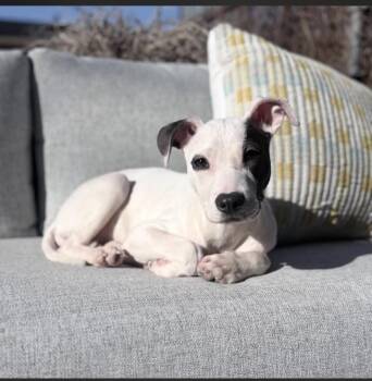 Pit Bull Terrier Dogs Available for Adoption in Philadelphia, Pennsylvania - Flora | PetCurious
