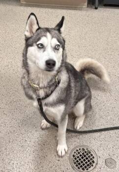Kiara -  Siberian Husky and Mixed Breed Dog for Adoption in Fishers, Indiana - Kiara | PetCurious