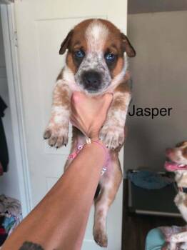 Jasper -  Pit Bull Terrier Dog for Adoption in Indianapolis, Indiana - Jasper | PetCurious