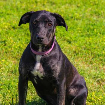 Rescue Labrador Retriever and Shepherd Dogs for Adoption in Pilot Point, Texas - Diva From Texas | PetCurious