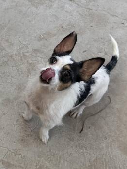 Terrier Dogs Available for Adoption in Boulder City, Nevada - Daisy | PetCurious