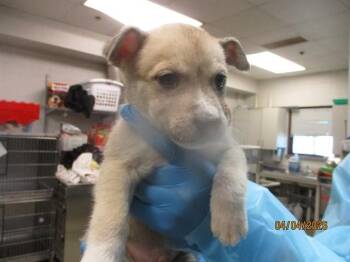 Pit Bull Terrier and Mixed Breed Dogs Available for Adoption in Oklahoma City, Oklahoma - A472235 | PetCurious