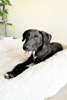 Black Labrador Retriever Dogs Available for Adoption - Rogue | PetCurious