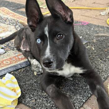 Siberian Husky Dogs Available for Adoption in Sumter, South Carolina - Jefferson | PetCurious