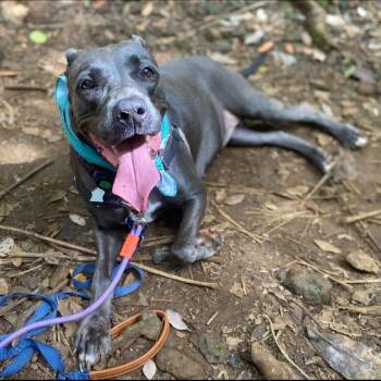 Royalty Rita -  Terrier Dog for Adoption in Wahiawa, Hawaii - Royalty Rita | PetCurious