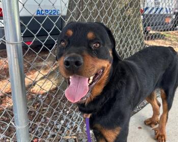 WAYNE -  Rottweiler Dog for Adoption in Charlotte, North Carolina - WAYNE | PetCurious