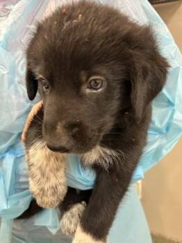 Craig -  Great Pyrenees and Mixed Breed Dog for Adoption in Kansas City, Missouri - Craig | PetCurious