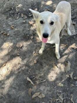 Lagoona Blue -  Husky and Mixed Breed Dog for Adoption in Fresno, California - Lagoona Blue | PetCurious