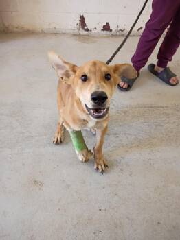Chevy -  Carolina Dog and Basenji Dog for Adoption in Albany, Georgia - Chevy | PetCurious