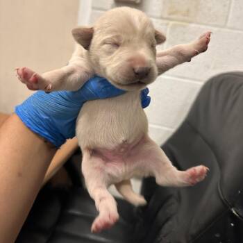 Shepherd and Mixed Breed Dogs Available for Adoption - Shrek | PetCurious