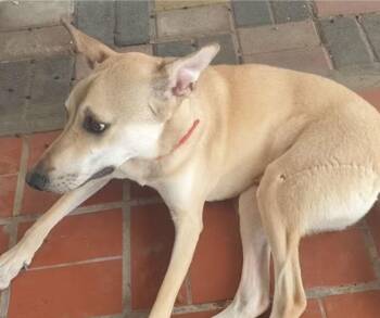 Greyhound and Shepherd Dogs Available for Adoption - Daisy | PetCurious