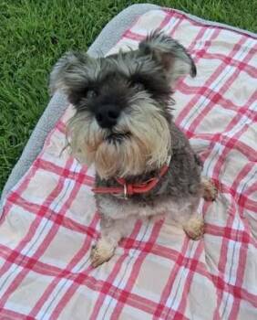 Millie -  Miniature Schnauzer Dog for Adoption in Hopkinton, Massachusetts - Millie | PetCurious