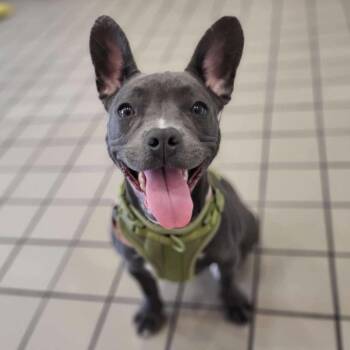 Dewey -  French Bulldog and Terrier Dog for Adoption in New York, New York - Dewey | PetCurious