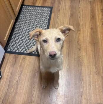 Husky Dogs Available for Adoption in Anchorage, Alaska - Maggie | PetCurious
