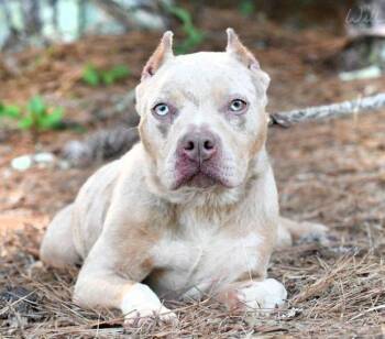 Shandi -  American Bully Dog for Adoption in Greensboro, Georgia - Shandi | PetCurious
