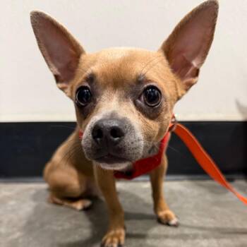 Junior -  Chihuahua and Mixed Breed Dog for Adoption in Tampa, Florida - Junior | PetCurious