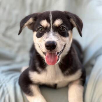 Napoleon Dynamite Pup - Trisha -  Labrador Retriever and Shepherd Dog for Adoption in San Diego, California - Napoleon Dynamite Pup - Trisha | PetCurious