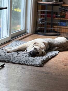 Bronx -  Great Pyrenees and German Shepherd Dog Dog for Adoption in Caldwell, New Jersey - Bronx | PetCurious