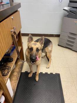 Rescue German Shepherd Dog Dogs for Adoption in Stockton, California - WILLOW | PetCurious