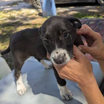 Rescue Mixed Breed and Border Collie Dogs for Adoption in Williston, Florida - Nyx | PetCurious