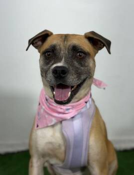 Junior-One of our Amazing Rescue Dogs -  Boxer and Mixed Breed Dog for Adoption in Carlsbad, California - Junior-One Of Our Amazing Rescue Dogs | PetCurious