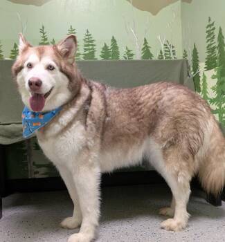 Husky Dogs Available for Adoption - Nala | PetCurious