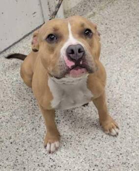 Pit Bull Terrier and Mixed Breed Dogs Available for Adoption in Kansas City, Missouri - Rutabaga | PetCurious