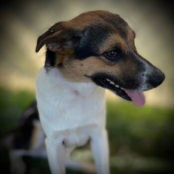 Rescue Australian Shepherd and Mixed Breed Dogs for Adoption in Pittsfield, Illinois - Bentley | PetCurious