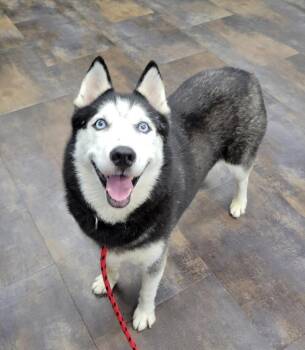 Clara -  Siberian Husky Dog for Adoption in Lisbon, Ohio - Clara | PetCurious