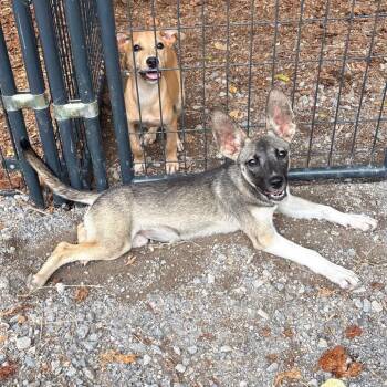 Bat -  Mixed Breed Dog for Adoption in Brentwood, Missouri - Bat | PetCurious