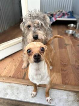 Chihuahua Dogs Available for Adoption - Manolo | PetCurious