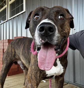 Rescue Bulldog Dogs for Adoption in Rogersville, Tennessee - Hawkins | PetCurious