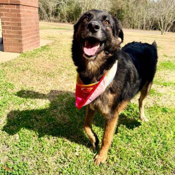 Belgian Shepherd Sheepdog and German Shepherd Dog Dogs Available for Adoption - Tennessee | PetCurious